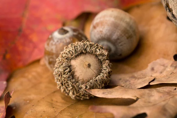 Palamutlar ve Sonbaharda yapraklar