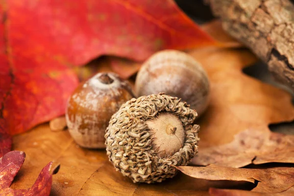 Palamutlar ve Sonbaharda yapraklar