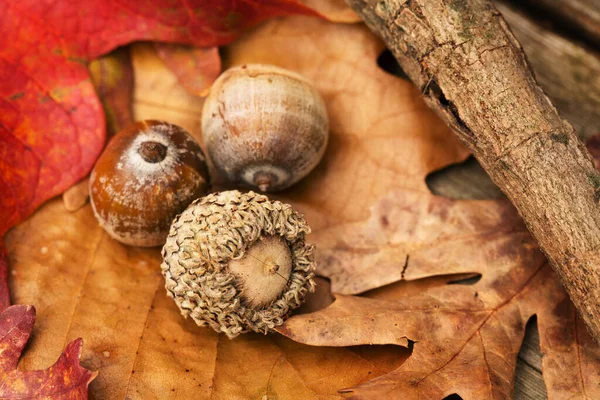 Palamutlar ve Sonbaharda yapraklar