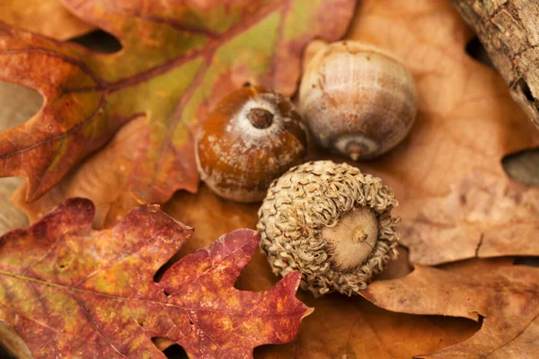 Palamutlar ve Sonbaharda yapraklar