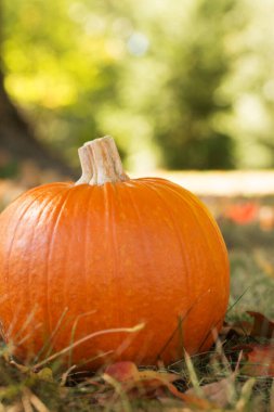 Çimlerin üzerinde Cadılar Bayramı balkabağı resmi