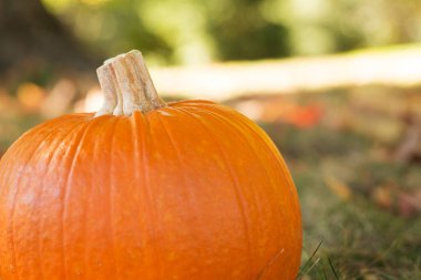 Çimlerin üzerinde Cadılar Bayramı balkabağı