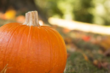 Çimlerin üzerinde Cadılar Bayramı balkabağı resmi