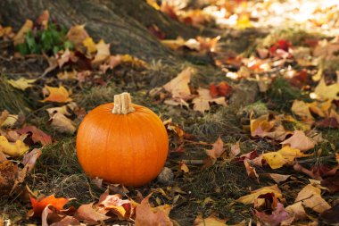 Sonbahar renkli yapraklarda kabak