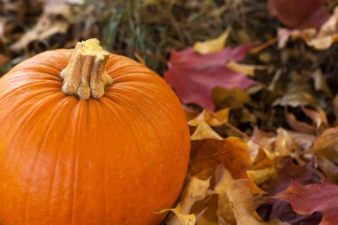Sonbahar balkabağı Renkli yapraklara bürünür
