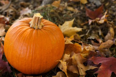 Sonbahar Cadılar Bayramı balkabağı renkli yapraklar içinde