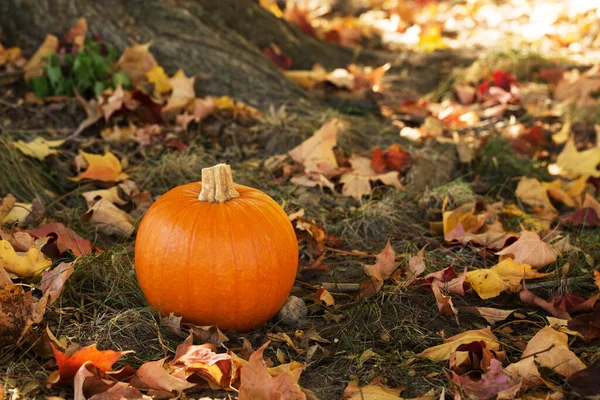 Autumn Pumpkin Colorful Leaves Royalty Free Stock Images