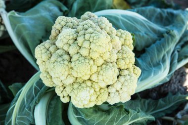 Güney Kaliforniya 'da bir tarım çiftliğinde yetişen organik Karnabahar bitkisi.