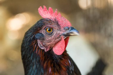 Illinois 'deki çiftlikte tavuk kafasının kapağını kapat.