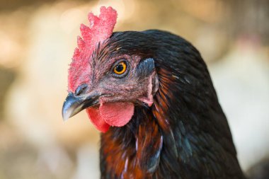 Illinois 'deki çiftlikte tavuk kafasının yakın portresi.