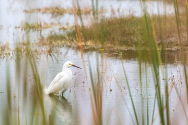 Karlı Akbalıkçıl kuşu, Florida Everglades 'teki uzun otlarla çevrili sularda yüzer.