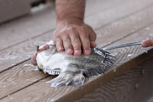 Bir Balıkçının Elleri Florida Keskin Bir Bıçakla Koyun Başlı Bir — Stok fotoğraf