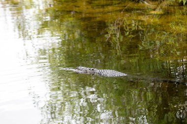 Bir timsah Florida 'nın güneyindeki Everglades Ulusal Parkı' nda yüzüyor.