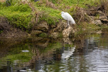 Güzel bir Akbalıkçıl kuşu Florida 'nın güneyindeki Everglades' teki bir kanalın kenarındaki büyük bir kayanın üzerinde duruyor.