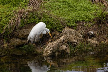 Güzel bir Akbalıkçıl, Florida Everglades 'teki kanalda balık aramak için boynunu büker.