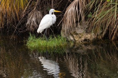 Büyük balıkçıl, Florida Everglades 'teki bir kanalın kıyısında yürürken ıslak tüyleri varmış gibi görünür.