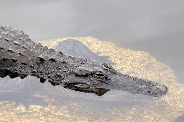 Jacaré Senta Uma Rocha Uma Lagoa Everglades Flórida — Fotografia de Stock