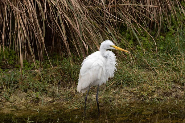 Nagy Egret Úgy Néz Mint Aki Teljesen Átázott Floridai Everglades — Stock Fotó