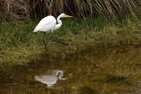 Nagy Egret Megmutatja Tükörképét Floridai Everglades Csatorna Vizeiben — Stock Fotó