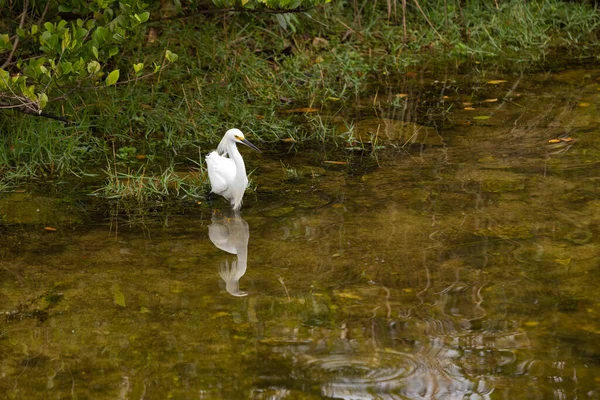 Una Grulla Nevada Vadea Agua Del Canal Los Everglades Sur — Foto de Stock