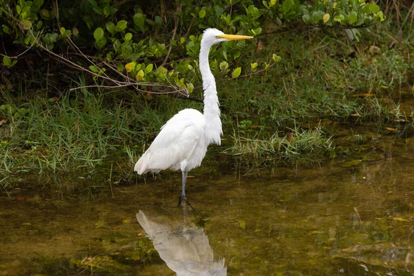 Great Egret Áll Csatorna Vizében Everglades Dél Florida — Stock Fotó