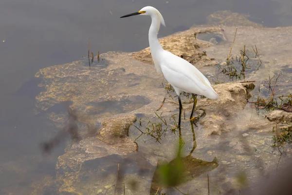 Florida Everglades Otthont Ennek Hófehérke Egretnek Aki Egy Nagy Sziklán — Stock Fotó