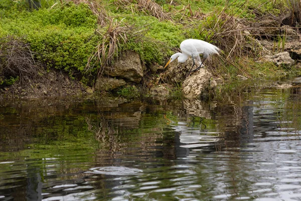 Grande Egret Olha Para Água Canal Dos Everglades Flórida Esperança — Fotografia de Stock
