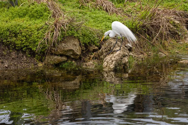 Nagy Egret Madár Belenéz Florida Everglades Vizes Csatornájába Remélve Hogy — Stock Fotó