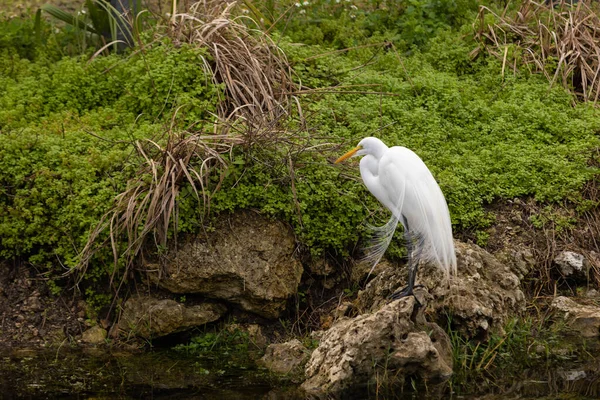 Nagy Egret Szép Hullámzó Tollakkal Pózol Egy Sziklán Floridai Evergladesben — Stock Fotó