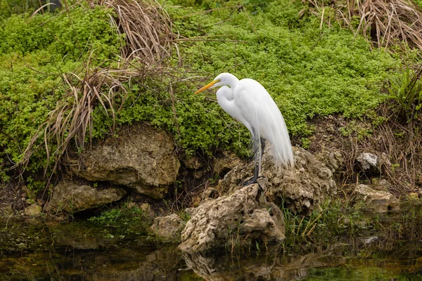 Great Egret Pózol Egy Nagy Sziklán Florida Everglades Ben — Stock Fotó