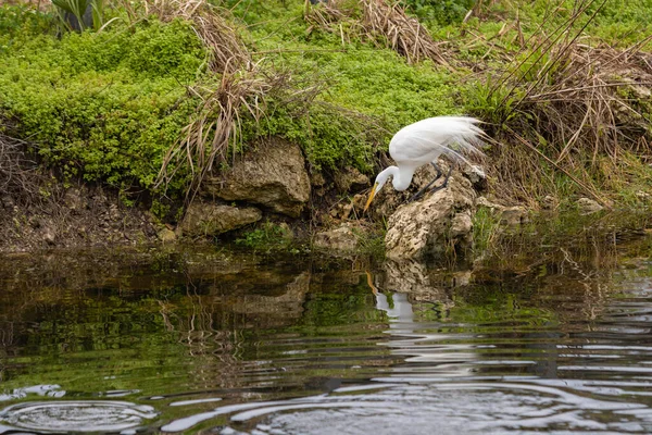 Grande Egret Olha Para Água Esperança Encontrar Peixe Para Comer — Fotografia de Stock