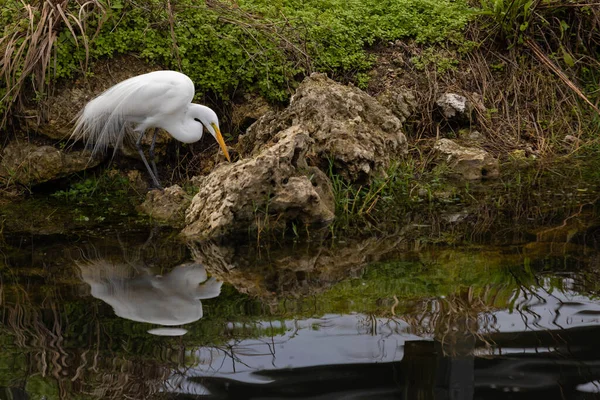 Nagy Egret Megmutatja Tükörképét Egy Floridai Konzervdobozban — Stock Fotó