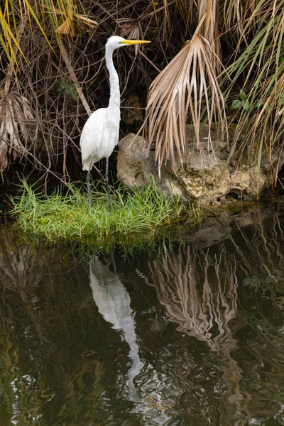 Great Egret Áll Fűben Oldalán Egy Csatorna Florida Everglades — Stock Fotó