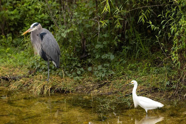 Hófehérke Nagy Kék Heron Egymás Mellett Állnak Florida Everglades Ben — Stock Fotó