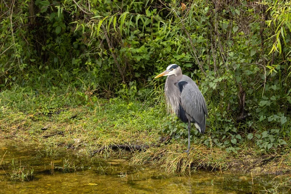 Egy Nagy Kék Heron Áll Egy Csatorna Partján Floridai Evergladesben — Stock Fotó