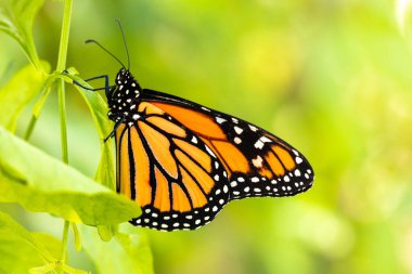 Güzel bir turuncu kral kelebeği yazın güneşli bir bahçede yeşil bir bitkinin üzerinde oturur.