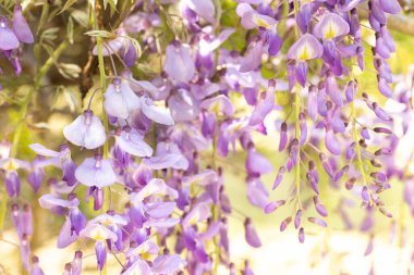 Güzel Wisteria çiçekleri yazın güneşli bir bahçede sarmaşıklarda asılı durur.