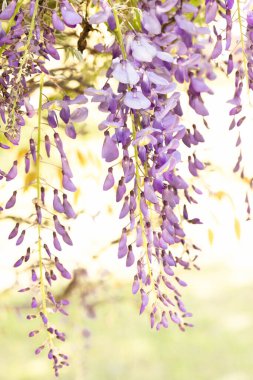 Bahçede güneşli bir bahar gününde çiçek açan Wisteria sarmaşıklarının dikey hali.