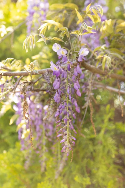 A pretty purple Wisteria flower vine blooms hanging from a tree in a beautiful garden