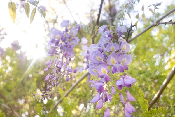 A purple Wisteria flower vine hanging off tree branches in a pretty garden with sun shining behind them