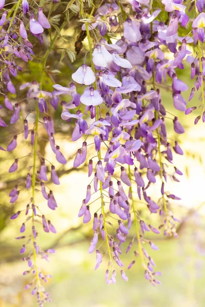 Wisteria flower vines bloom purple in a sunny summer garden vertical