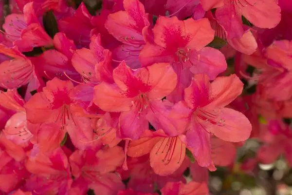 Eine Nahaufnahme Von Leuchtend Rosa Und Roten Azaleen Blüten Einem — Stockfoto