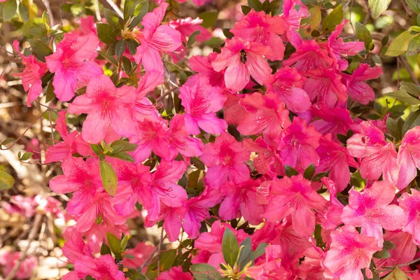 Hübsche Rosa Azaleen Blühen Einem Frühlingsgarten — Stockfoto