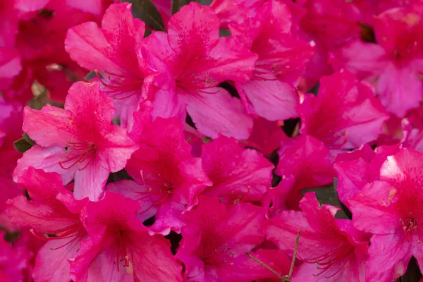 Ein Strauß Rosa Azaleen Blüht Hell Frühlingsgarten Kann Als Hübscher — Stockfoto
