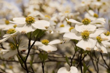 Bahçem, baharda açan büyük beyaz çiçeklerin açtığı güzel Dogwood ağaçlarıyla dolu.
