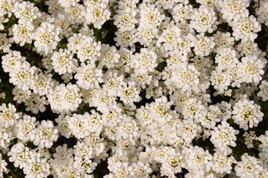 Şeker çiçekleri bahçemde açar ve harika bir arka plan oluşturur.