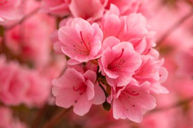 Küçük pembe Azalea çiçekleri bahçemdeki bir çalılıkta çiçek açıyor.