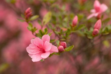 Baharda bir Azalea çalısı çiçek açar bahçemde de küçük tomurcuklar olur.
