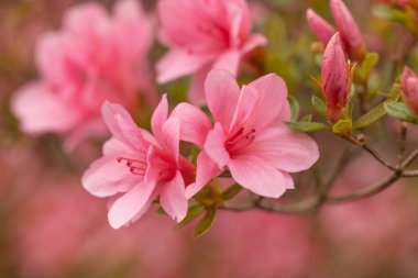 Pembe Azalea çiçekleri, baharda bahçemdeki küçük tomurcuklarla birlikte bir çalılıkta çiçek açar.