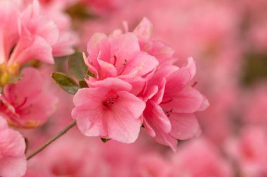 Açık pembe Azalea çiçekleri bir bahar günü bahçemde açar.